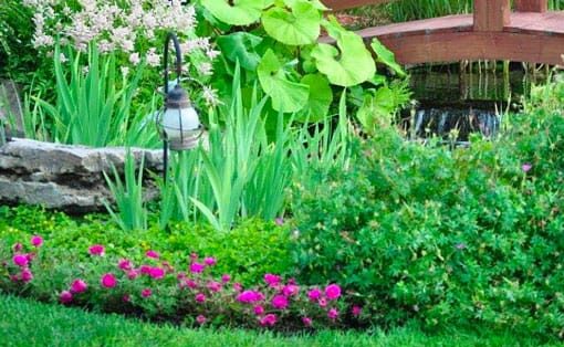 plantes-point-eau-1